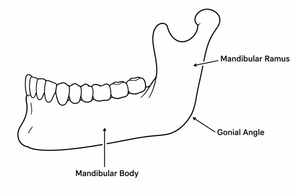 Een duidelijke vectorillustratie van een menselijke kaak in profiel, met labels voor het corpus mandibulae, de ramus en de goniale hoek.